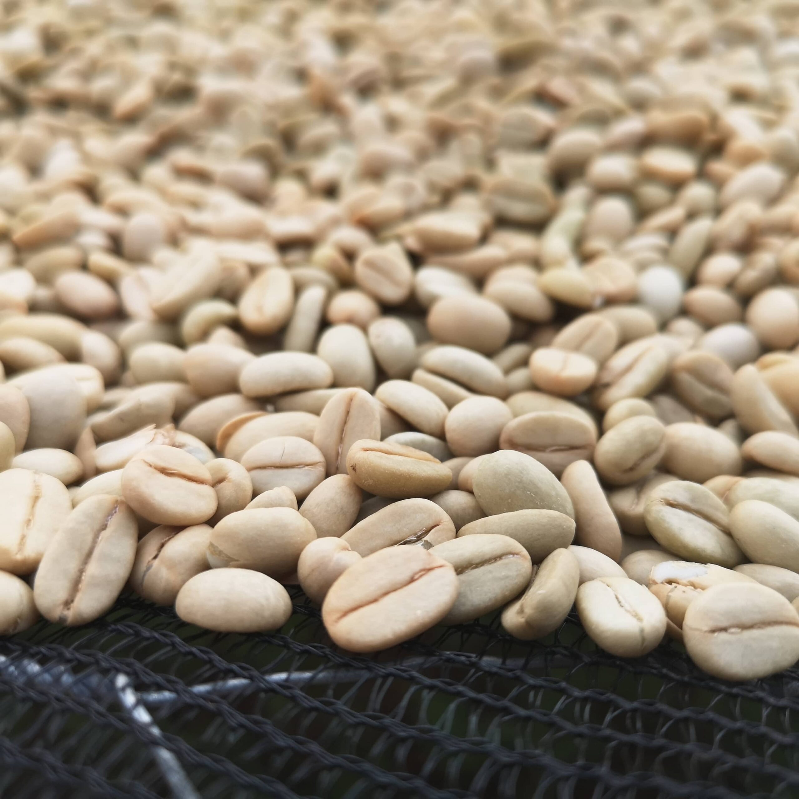 Coffee Beans